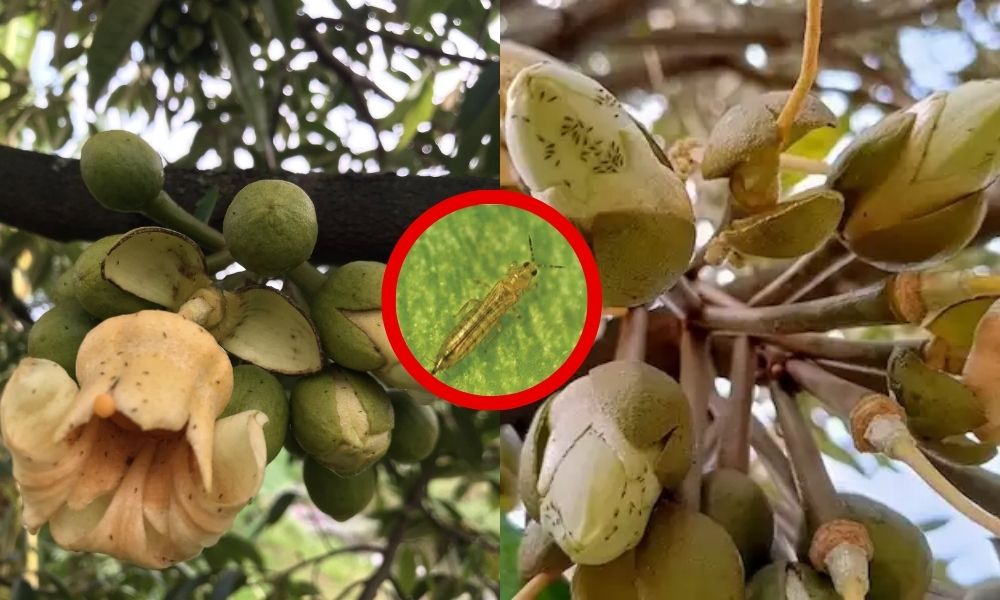 Giải pháp quản lý bọ trĩ gây hại bông sầu riêng giai đoạn xổ nhụy 