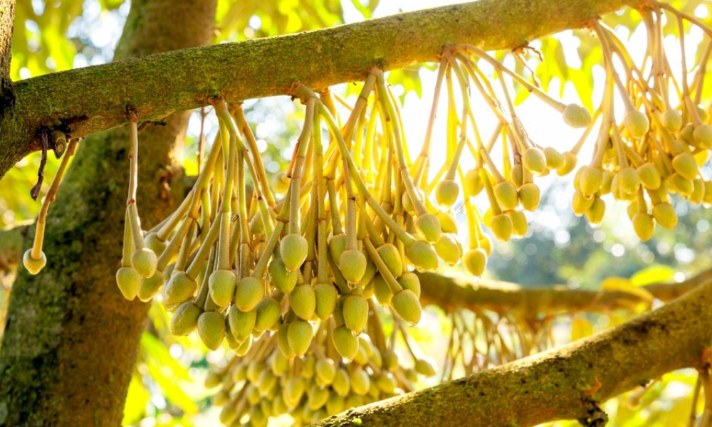 Giải pháp kích bông sầu riêng - ra hoa đồng loạt, sáng khỏe, năng suất cao